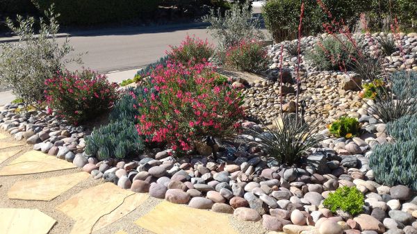 Xeriscaping