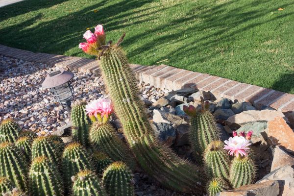 Desert Landscaping