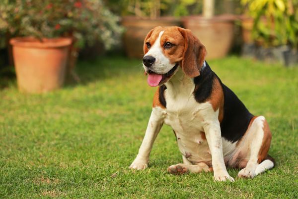Dog Friendly Landscaping