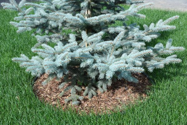 Landscape Mulching Service