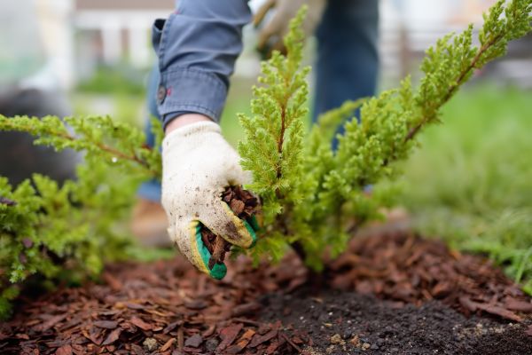 Church Mulching